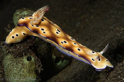 Risbecia tryoni by Michael Henke 